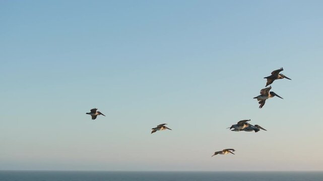 A stunning scene of a group of pelicans gracefully flying over the ocean during sunset. The moment is captured in slow motion at 120 fps, highlighting the serene beauty of their flight.