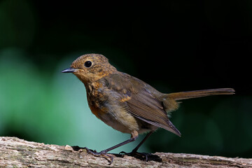 Juvenile European Robin (Erithacus rubecula) sitting on a branch in the  forest of the Netherlands. Dark background.