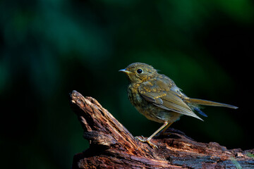 Juvenile European Robin (Erithacus rubecula) sitting on a branch in the  forest of the Netherlands. Dark background.