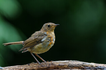 Juvenile European Robin (Erithacus rubecula) sitting on a branch in the  forest of the Netherlands. Dark background.
