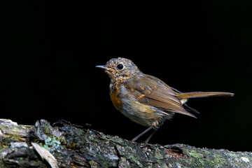 Juvenile European Robin (Erithacus rubecula) sitting on a branch in the  forest of the Netherlands. Dark background.