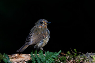 Juvenile European Robin (Erithacus rubecula) sitting on a branch in the  forest of the Netherlands. Dark background.