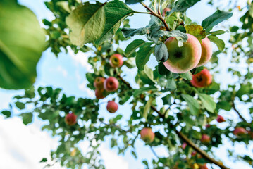 Ripe red apples on apple tree in summer or autumn. Harvesting apples.