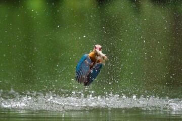 Fototapeta premium A stork-billed Kingfisher with a fish in its beak