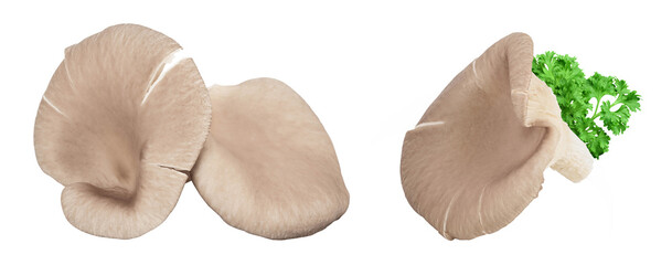 Oyster mushrooms isolated on white background with full depth of field