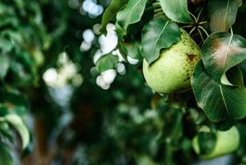 Fresh ripe pears on tree in summer garden. Harvesting pears.
