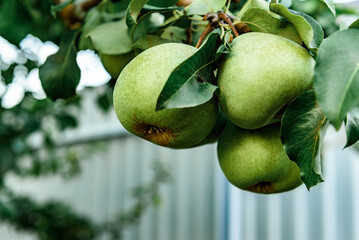 Fresh ripe pears on tree in summer garden. Harvesting pears.