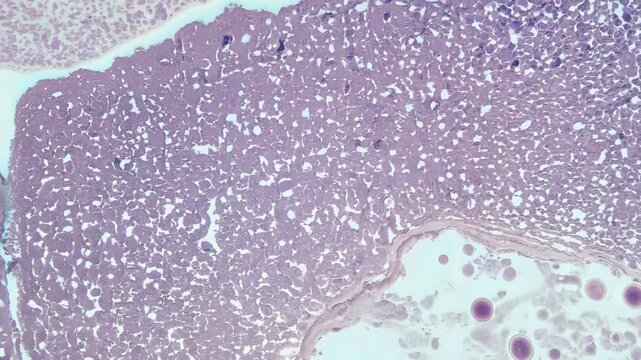 Cross-section analysis of biological tissue with detailed cell structures in a laboratory setting