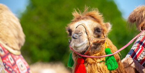 Bactrian camel on the background of historical places in Central Asia. A beautiful, elegant and...