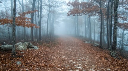 Naklejka premium Foggy Forest Path