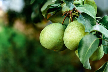 Fresh ripe pears on tree in summer garden. Harvesting pears.