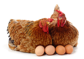Two chickens and eggs.