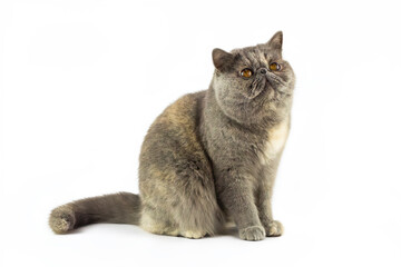 Exotic Cat