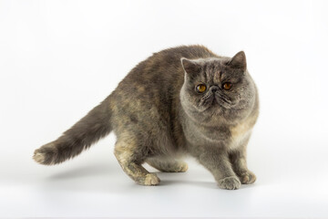 Exotic Cat