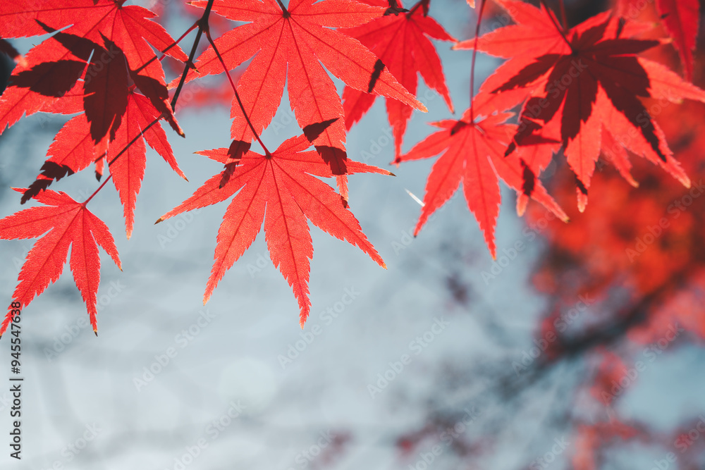 Canvas Prints Beautiful maple leaves on the tree in autumn season.