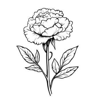 black and white peony flower drawing clip art preview