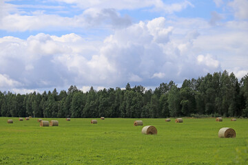 Hay in rolls against a background of green forest.