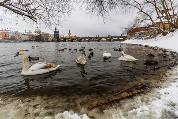 Winter view of swans and ducks in Prague, Czech Republic