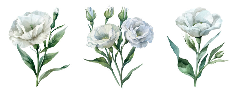 Watercolor set of white eustoma flowers png. White eustoma flowers, elements for wedding designs and others. Wedding concepts. Watercolor botany.