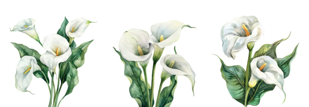 A set of watercolor white calla lilies png. White calla flowers with lush green leaves in hand watercolor style on transparent background. Watercolor botany.