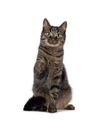 Classic tabby house cat, sitting up facing front with one paw pointing to viewer. Looking towards camera. Isolated on a white background.