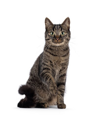 Obraz premium Classic tabby house cat, sitting up facing front. Looking towards camera. Isolated on a white background.