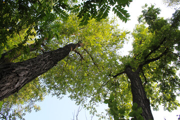 Fototapeta premium tree in the woods, large acacia trees with green leaves in summer