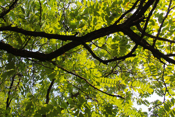 branches of acacia tree with green leaves