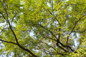 branches of an acacia tree with green fresh leaves against a clear blue sky, green leaves against blue sky