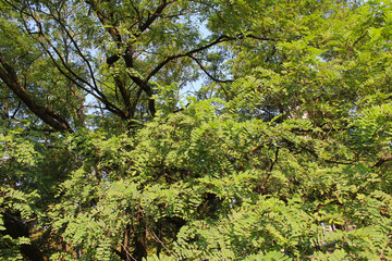 Obraz premium trees in the forest,branches of acacia tree with green leaves 