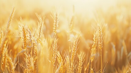 Fototapeta premium Golden Wheat Field at Sunset