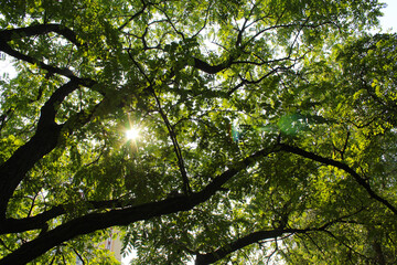 branches of an acacia tree with green fresh leaves against a clear blue sky