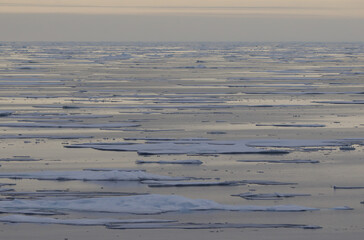 Arctic pack ice near the Svalbard archipelago