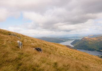 Sheep in the mountains