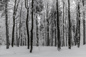 View of winter snowy forest