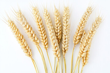Wheat stalks isolated on a white background.