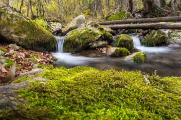 Fototapeta premium Autumn forest