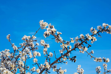 Almond blossom