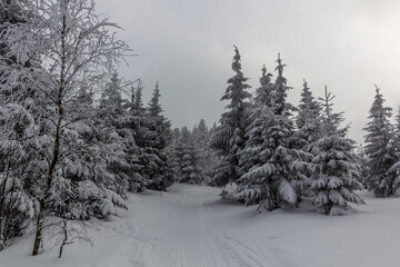 Cross country ski trail at Suchy vrch mountain, Czech Republic