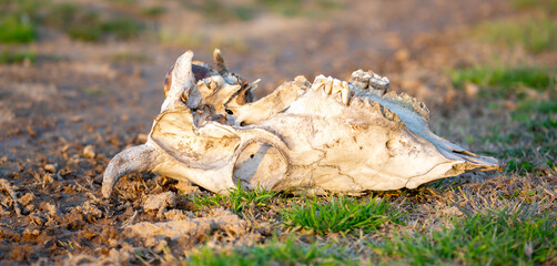 Animal bones, skull on dry land. Animal death, pestilence. The loss of cattle on pasture.