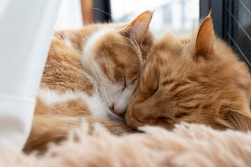 窓辺で眠る二匹の猫