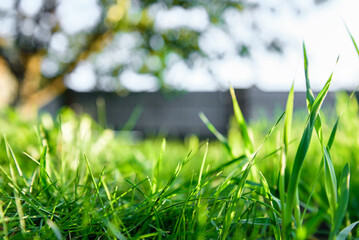 Background green grass in the foreground of house.