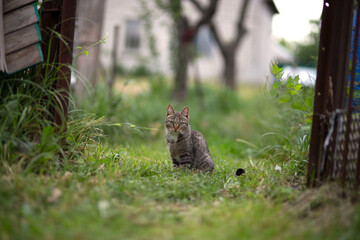cat in the garden