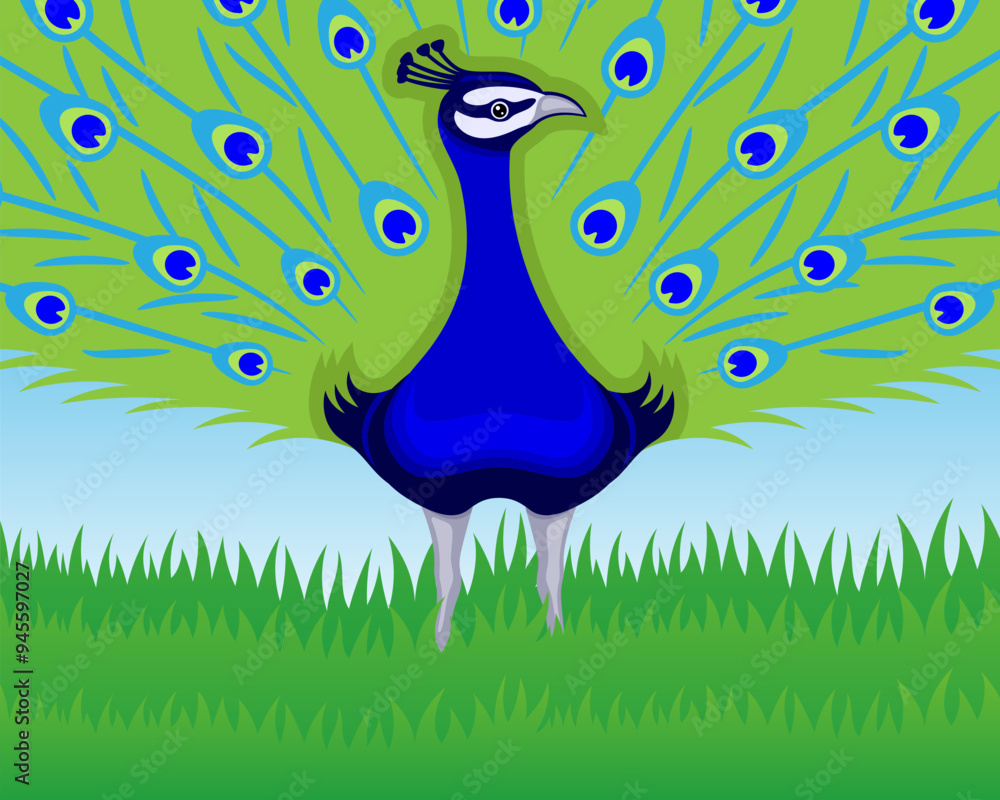 Canvas Prints A peacock bird with a beautiful tail stands in the grass.