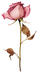 PNG  Pink rose with dried leaves