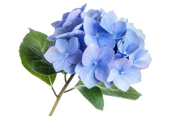 A close-up of a blue hydrangea flower with green leaves.