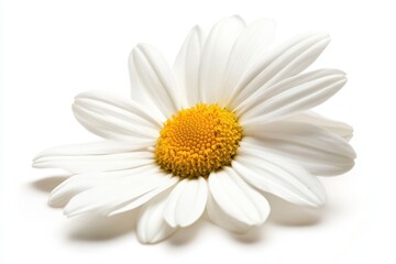 A close-up of a white daisy flower with a yellow center on a white background.