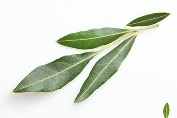 A close-up of fresh bay leaves arranged on a white background.