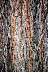 the texture of the bark of an old lime tree