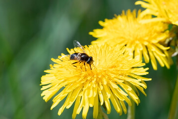 Wildbiene sammelt Blütenstaub